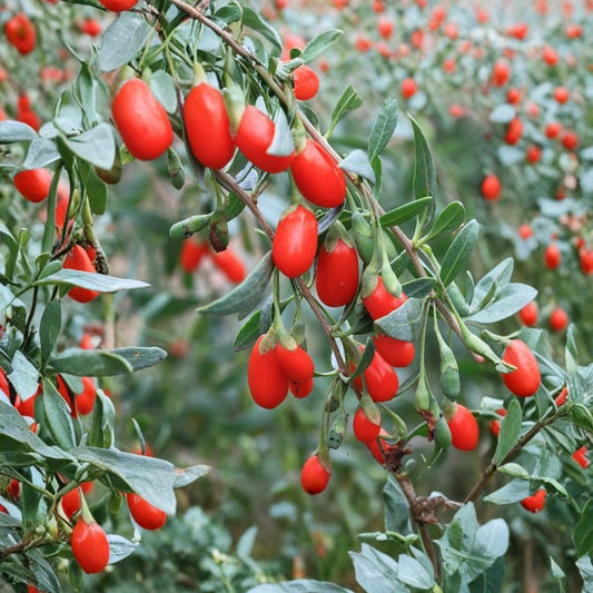 Goji Berry Plant – Lycium chinense Live Plant | Includes Nursery Pot Wolfberry Shrub | Edible Superfruit Plant | 宁夏枸杞苗