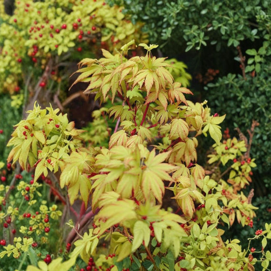 Sango Kaku Japanese Maple Tree – Acer palmatum ‘Sango Kaku’ Live Tree | 30–40 Inches Tall | Coral Bark Maple | Brilliant Winter Color | #3 Container Size