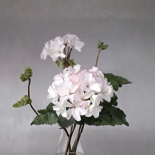 Multi Bloom White Geranium Seeds – Pelargonium | 15 Seeds Included | White Cluster Blooms | Zonal Garden Flower | Easy to Grow