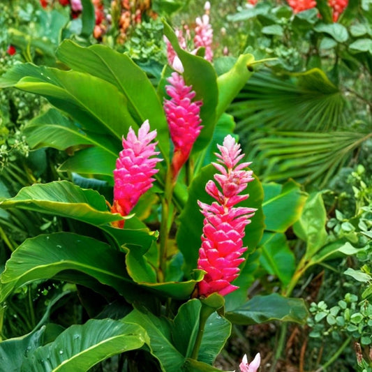 Hot Pink Ginger Plant – Live Tropical Starter | 3–6 Inches Tall | Ornamental Flowering Plant | Tropical Garden Plant | Ships Without Pot | Indoor & Container Friendly