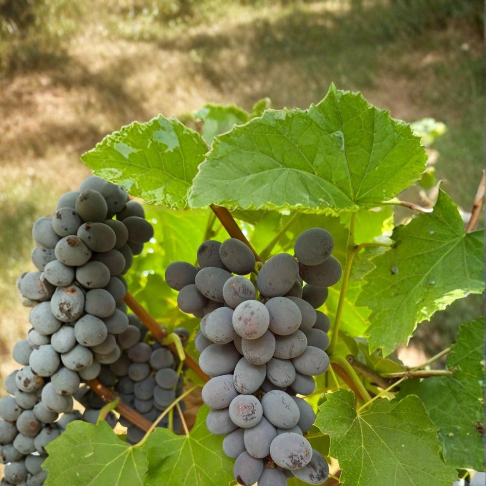 5 Jupiter Seedless Muscat Grape Cuttings – Vitis labrusca Live Propagation Cuttings | Sweet Muscat Table Grape Variety | Easy Home Growing | US Seller