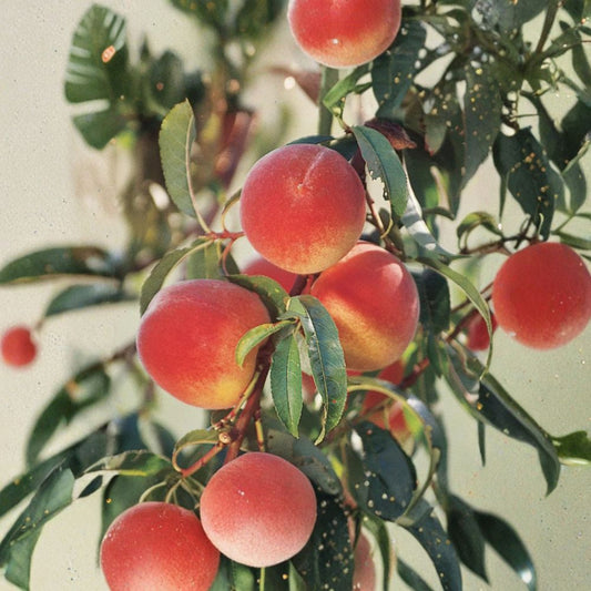 Elberta Peach Tree – Grafted Live Fruit Tree | Self-Pollinating Freestone Peach | Zones 5–8