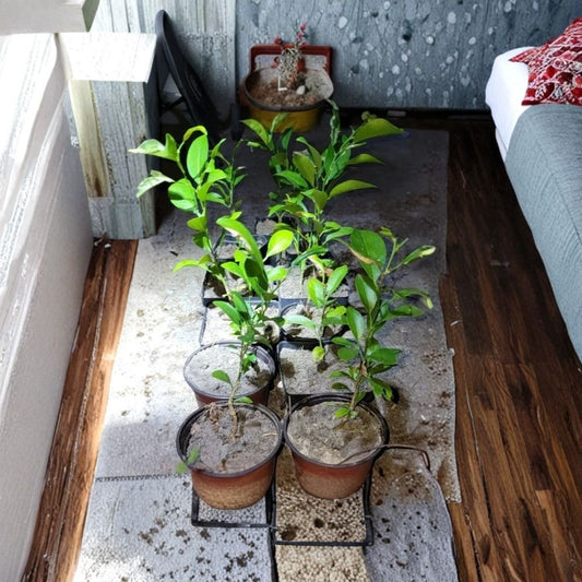 Satsuma Orange Tree Live Plant 4–10 Inch Seedling | Citrus Mandarin | Bare Root Fruit Tree | Sweet Juicy Fruit | Container Friendly