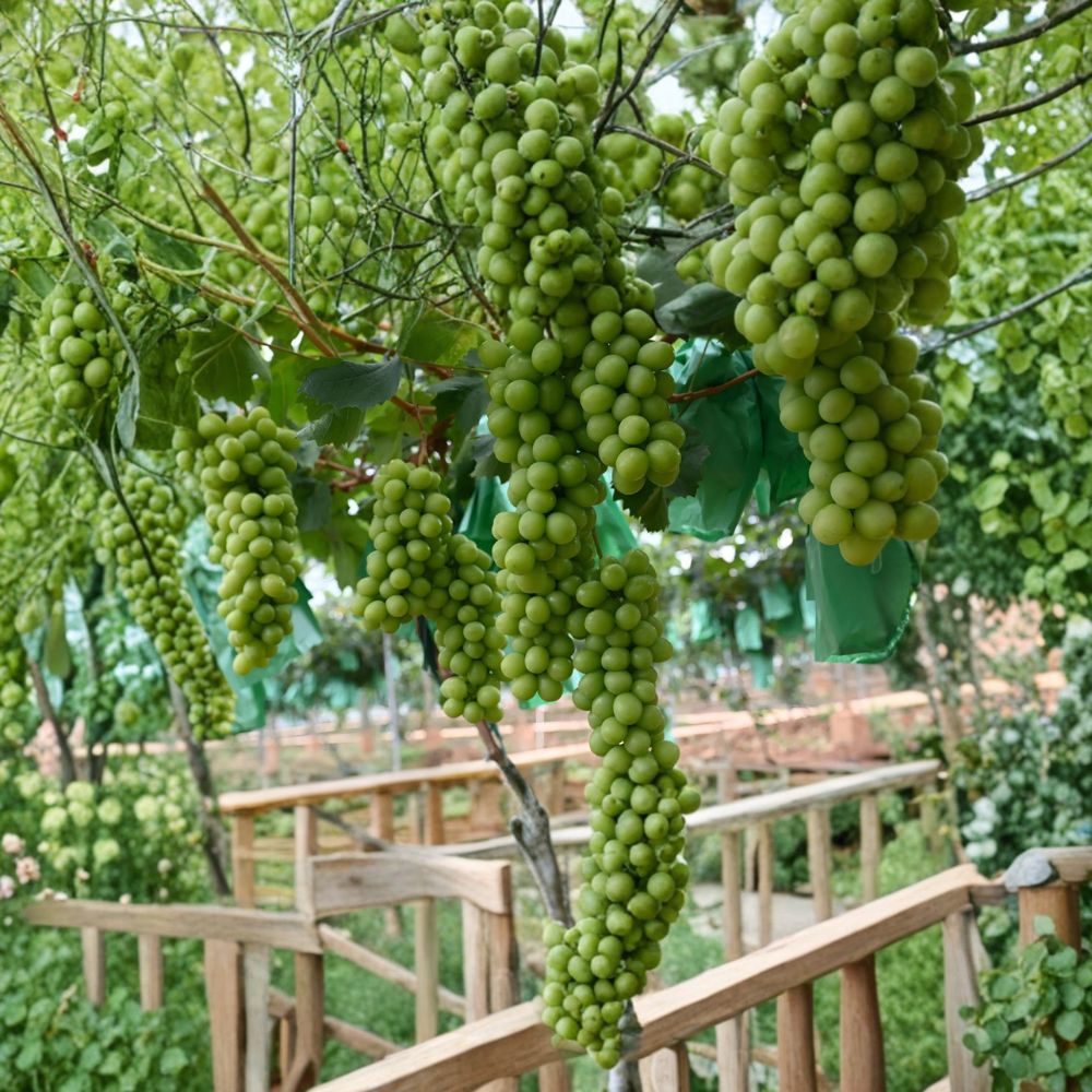 Shine Muscat Grape Plant – Premium Japanese Seedless Grape Vine | Grafted on 3309C Rootstock | US Seller