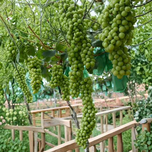 Shine Muscat Grape Plant – Premium Japanese Seedless Grape Vine | Grafted on 3309C Rootstock | US Seller