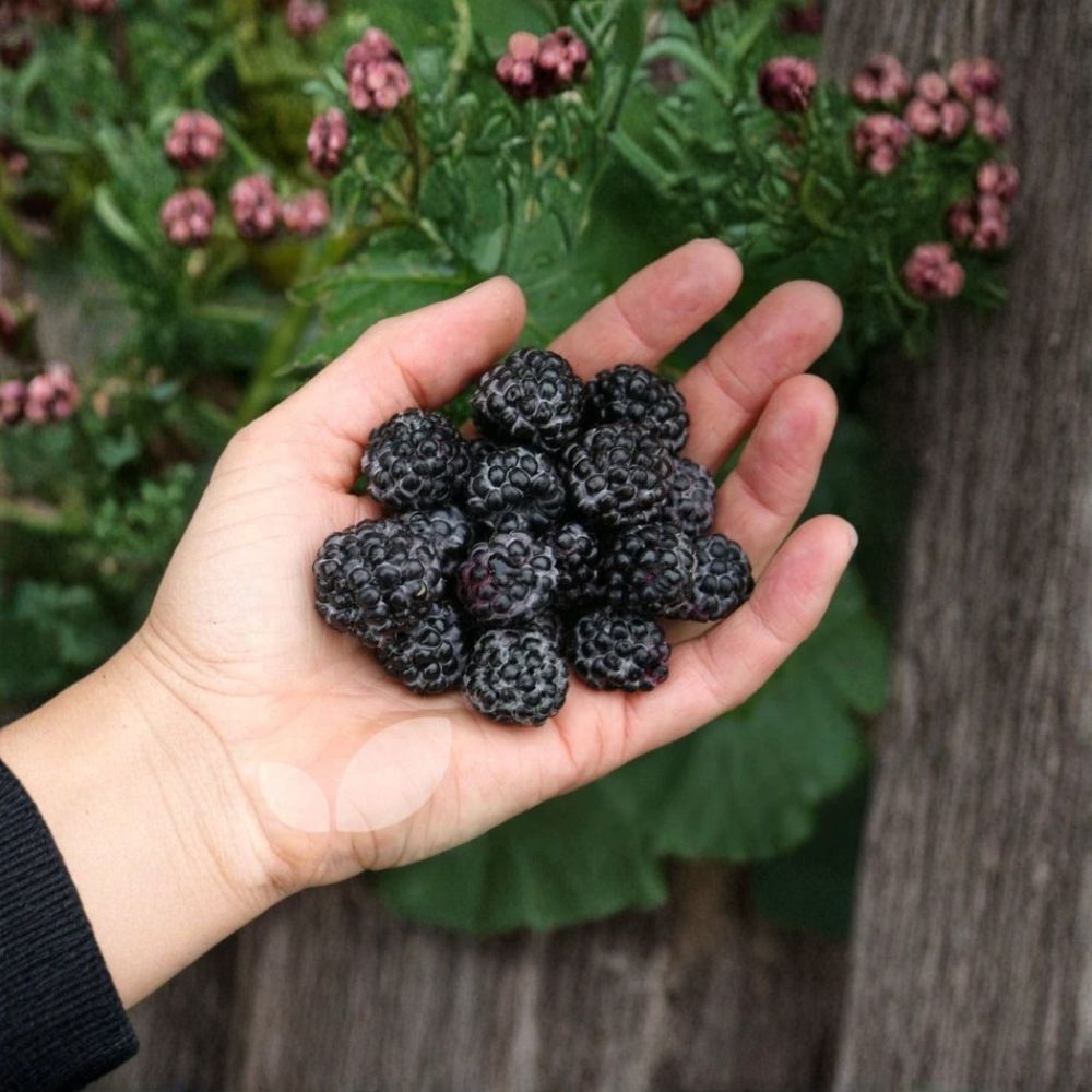 Jewel Black Raspberry Plant – Rubus occidentalis 'Jewel' Live Rooted Starter | Midseason Variety | USDA Zones 4–8 | Self-Pollinating Berry Plant | Easy to Grow