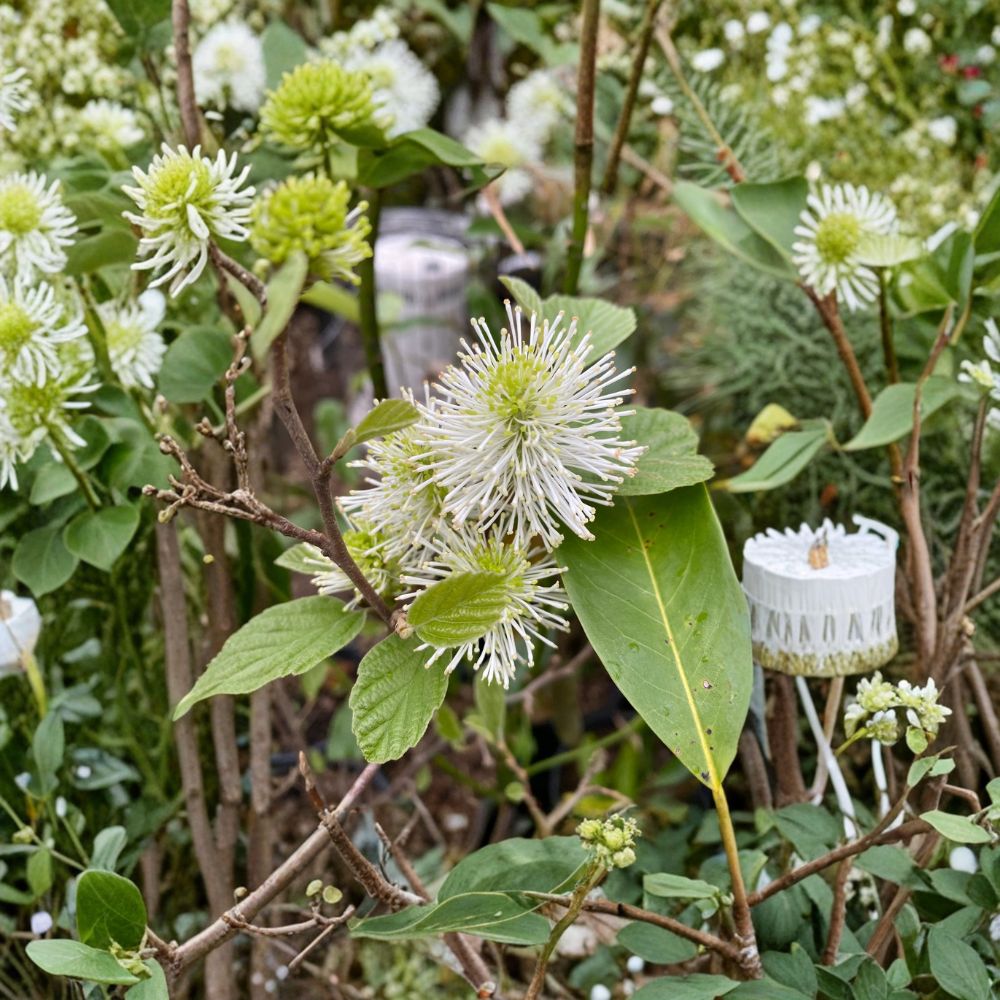 Dwarf Fothergilla – Live Flowering Shrub | 1 Gallon Pot Plant | Fragrant Native Landscape Shrub | Spectacular Fall Color