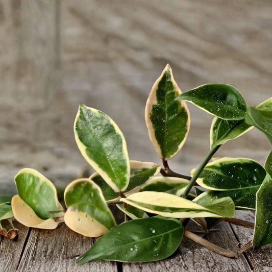 Hoya Tricolor Live Plant – 6 Inch | Variegated Wax Plant | Indoor Tropical Houseplant | Easy-Care Hoya | Decorative Foliage Plant