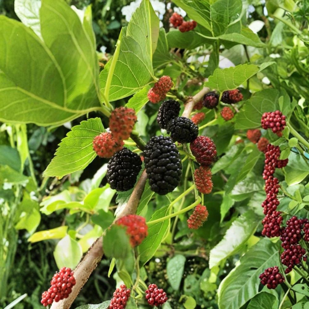 Mulberry Tree – Morus Live Cuttings | 15 Fresh Unrooted Cuttings 6–8 Inches | Fruit Tree Propagation | Easy to Grow