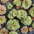 Rhododendron ‘Windsong’ – Evergreen Rhododendron | Yellow Wavy Blooms With Red Accents | #1 Container Plant