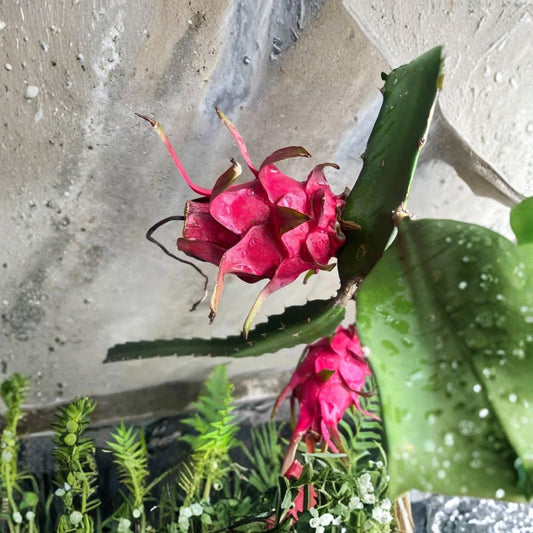 Dragon Fruit – Selenicereus undatus Live Seedling | Bare Root | Pitaya Cactus | Easy-to-Grow Climbing Fruit Plant