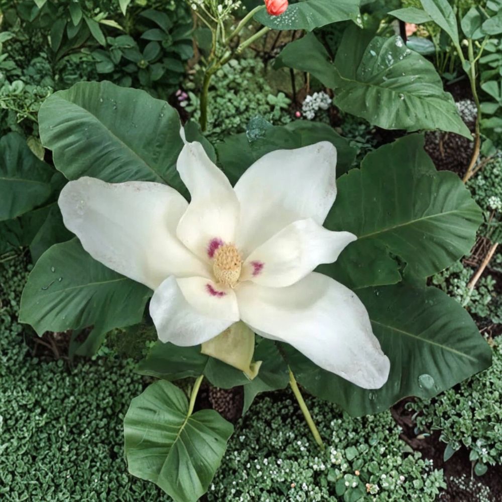 Bigleaf Magnolia – Magnolia macrophylla Live Bare Root Sapling | 2 Ft Tree | Giant Leaves & Huge White Flowers