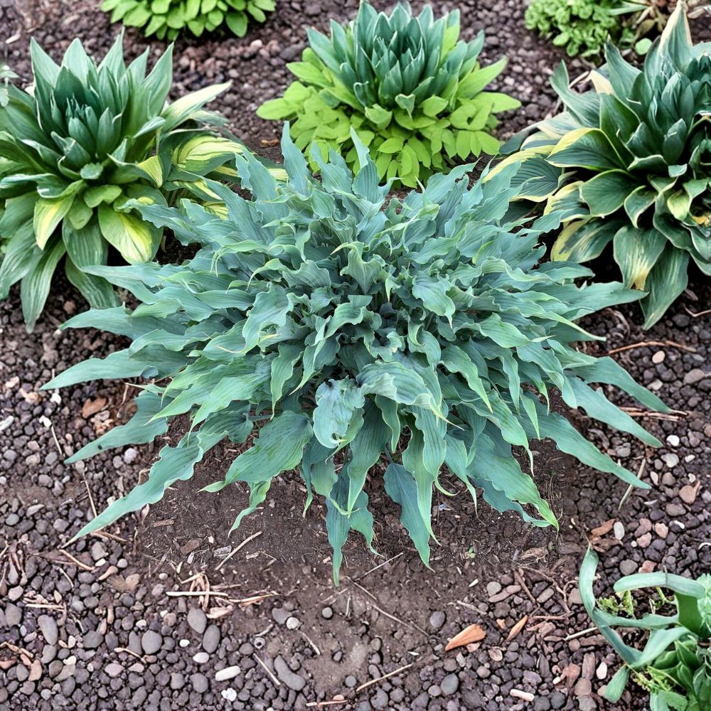Wild Imagination Hosta – Live Bare Root Shade Perennial | 3 Inch Starter Plant | Twisted Blue Hosta | Large Ruffled Foliage Plant