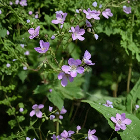 Wild Geranium Bare Roots – 5 Pack (Geranium maculatum) | Native Shade Perennial | Woodland Wildflower | Easy Care Garden Plant