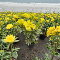 Rhododendron ‘Hotei’ Live Evergreen Shrub | Yellow Blooming Rhododendron | Compact Hardy Landscape Plant | #2 Container Grown