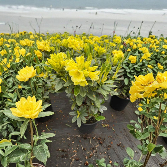 Rhododendron ‘Hotei’ Live Evergreen Shrub | Yellow Blooming Rhododendron | Compact Hardy Landscape Plant | #2 Container Grown