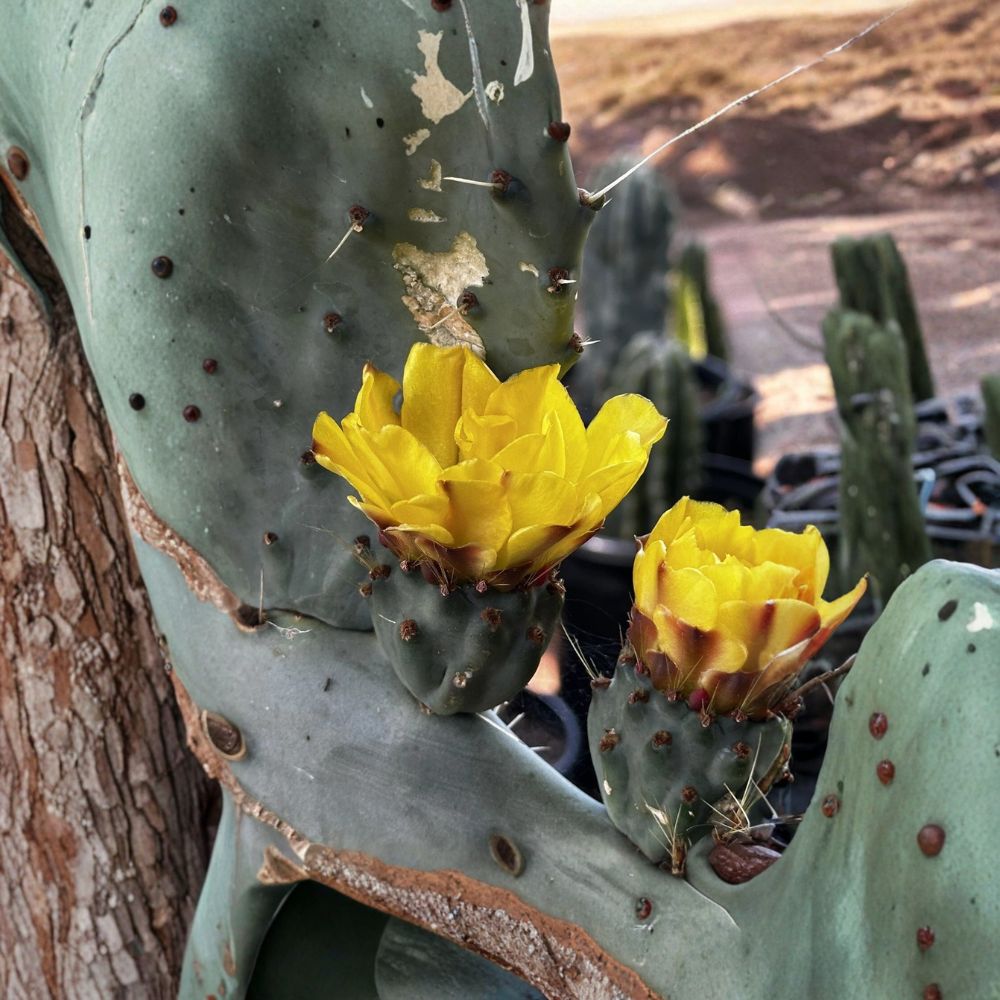 Prickly Pear Cactus – Opuntia Live Cuttings | 2 Thick Pads 10–14 Inches | Edible Fruit Cactus | Orange, Pink & Yellow Blooms | Easy to Grow