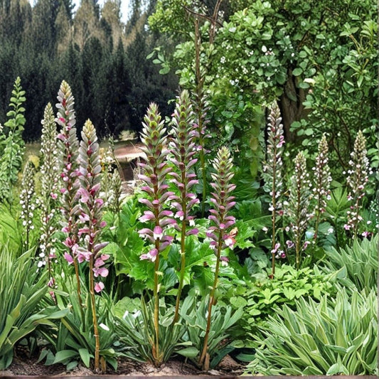 Bear's Breeches – Acanthus mollis Live Plant | 12 Inches Tall | Includes Nursery Pot | Purple & White Flowering Perennial | Easy to Grow