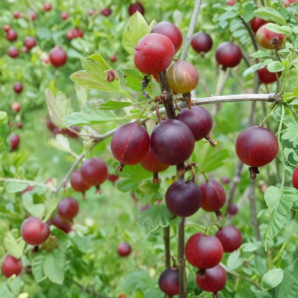 Pixwell Gooseberry – Live Rooted Starter Plant | Edible Fruit Shrub | Self-Pollinating | Zones 3–8 | Easy to Grow