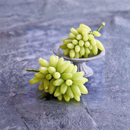 Japanese Gold Finger Grape Plant – Vitis vinifera Live Vine | Includes Nursery Pot Premium Sweet Table Grape | Golden Elongated Fruit | ゴールドフィンガー 金手指葡萄