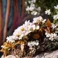 Rock Jasmine Alpine Seeds – Androsace alpina | 20 Seeds | Alpine Ground Cover Flower | Rock Garden Plant | Cold Hardy Perennial