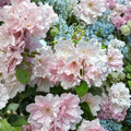 Rhododendron ‘Cadis’ Live Shrub | Fragrant Light Pink Blooms | Cold Hardy Evergreen Plant | Grown in #3 Container