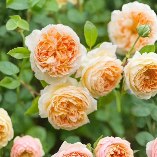(Auschimbley) English BATHSHEBA Thornless Climbing Rose Live Plant | 6 Inch Tall | Apricot Yellow Blooms | Fragrant Repeat Flowering Rose