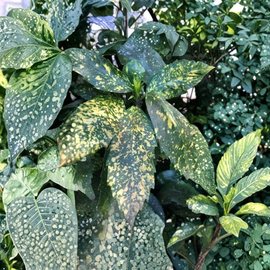 Gold Dust Aucuba Shrub – 5 Fresh 6-Inch Cuttings | Unrooted Starter Cuttings | Evergreen Shrub | Ready to Root