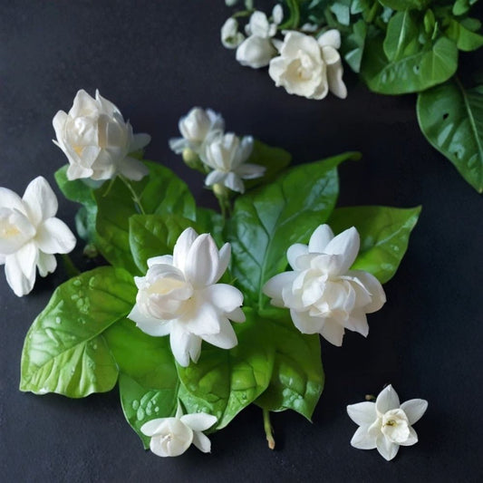 Arabian Jasmine Live Plant – Jasminum sambac | 7 Inch Tall | 3 Inch Pot | Fragrant White Flowering Plant | Tropical Garden Plant | Patio & Container Friendly