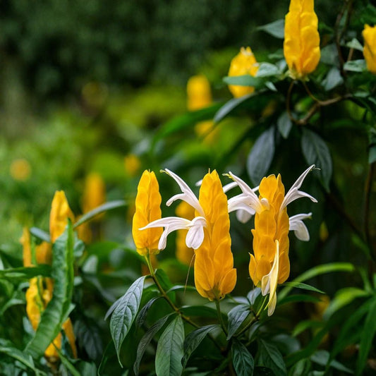 Yellow Shrimp Plant – Pachystachys lutea Live Plant in Pot | Tropical Evergreen Shrub | Yellow Bracts & White Flowers | Patio & Garden Plant | Easy Care