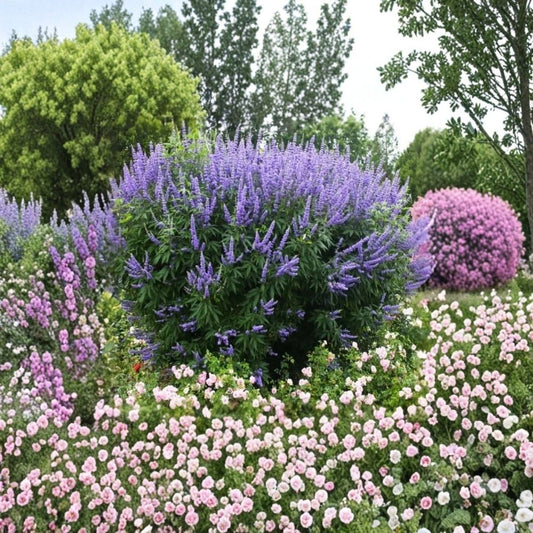 Vitex Chaste Tree Live Plant – 6–12 Inch Bare Root | Vitex agnus-castus | Chasteberry Monk’s Pepper | Lavender Flowering Shrub | Pollinator Plant