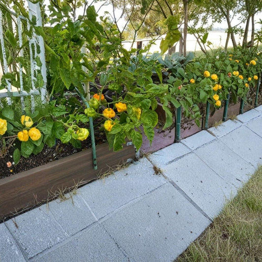 Yellow Jamaican Scotch Bonnet Pepper – 2 Live Plants | 4 Inch Pot Size | Hot Yellow Pepper Plant | Capsicum annuum | Edible Vegetable Garden | Ships Without Pots