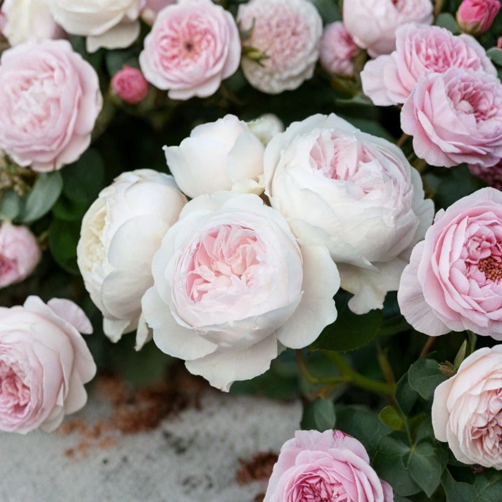 Earth Angel Rose – Rosa Hybrid Live Stem Cuttings | 5 Cuttings 5–7 Inches | No Roots | Fragrant Pink & Cream Rose | Propagation Ready