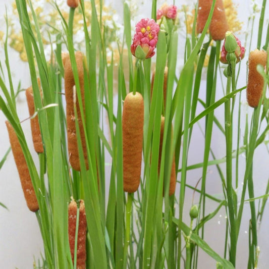Dwarf Cattail – Typha minima Live Aquatic Pond Plant | 14–20 Inches Tall | Potted Marginal Bog Plant | Cold Hardy Water Garden Favorite