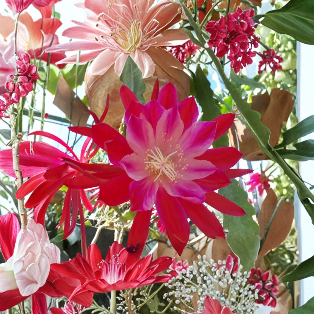 Epiphyllum 'Bertha T. Loose' – Live Orchid Cactus | Rooted 3 Inch Starter Pot | Rare Hybrid Epiphyllum | Hanging Basket Plant