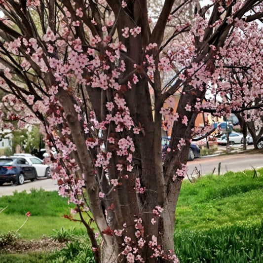 Prunus cerasifera 'Thundercloud' Cherry Plum – 3 Live Unrooted Cuttings | 6 Inches Long | Ornamental Fruit Tree Propagation | Purple Foliage