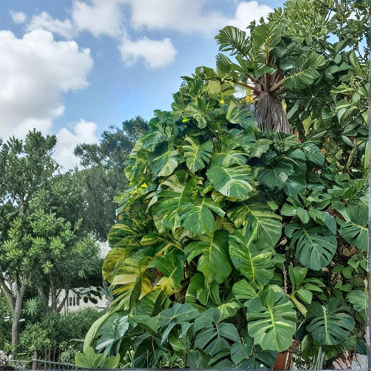 Golden Queen Hawaiian Pothos – Epipremnum aureum Live Node Cutting | Giant Fenestrated Aerial Root Segment | Rare Climbing Houseplant