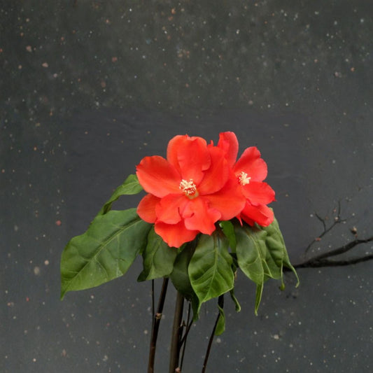 Pereskia bleo – Rare Live Cactus | 4–6 Inches Tall | Bare Root | Leafy Wax Rose Cactus | Exotic Collector Succulent