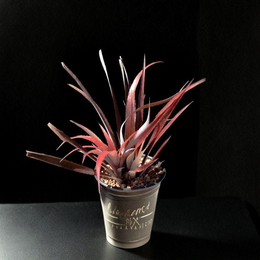 Cryptbergia 'Red Burst' – Live Bromeliad Hybrid | Bare Root Healthy Pup | Cryptanthus × Billbergia Rubra | Easy Care Houseplant