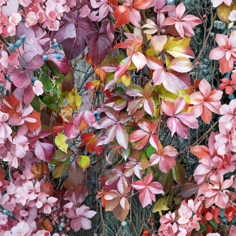 Virginia Creeper Live Plant | 1 Gallon Pot | Fully Rooted Native Climbing Vine | Fast Growing Ground Cover | Easy to Grow