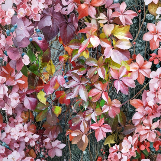 Virginia Creeper Live Plant | 1 Gallon Pot | Fully Rooted Native Climbing Vine | Fast Growing Ground Cover | Easy to Grow