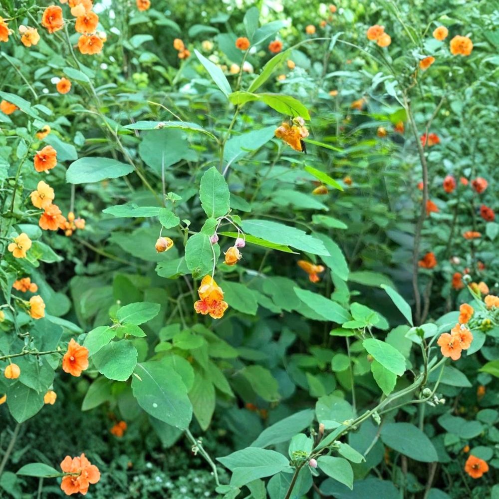 15 Jewelweed Bare Live Roots – Impatiens capensis Native Wildflower | Fresh Bare Root Plants | Shade Loving Medicinal Herb | Easy to Grow