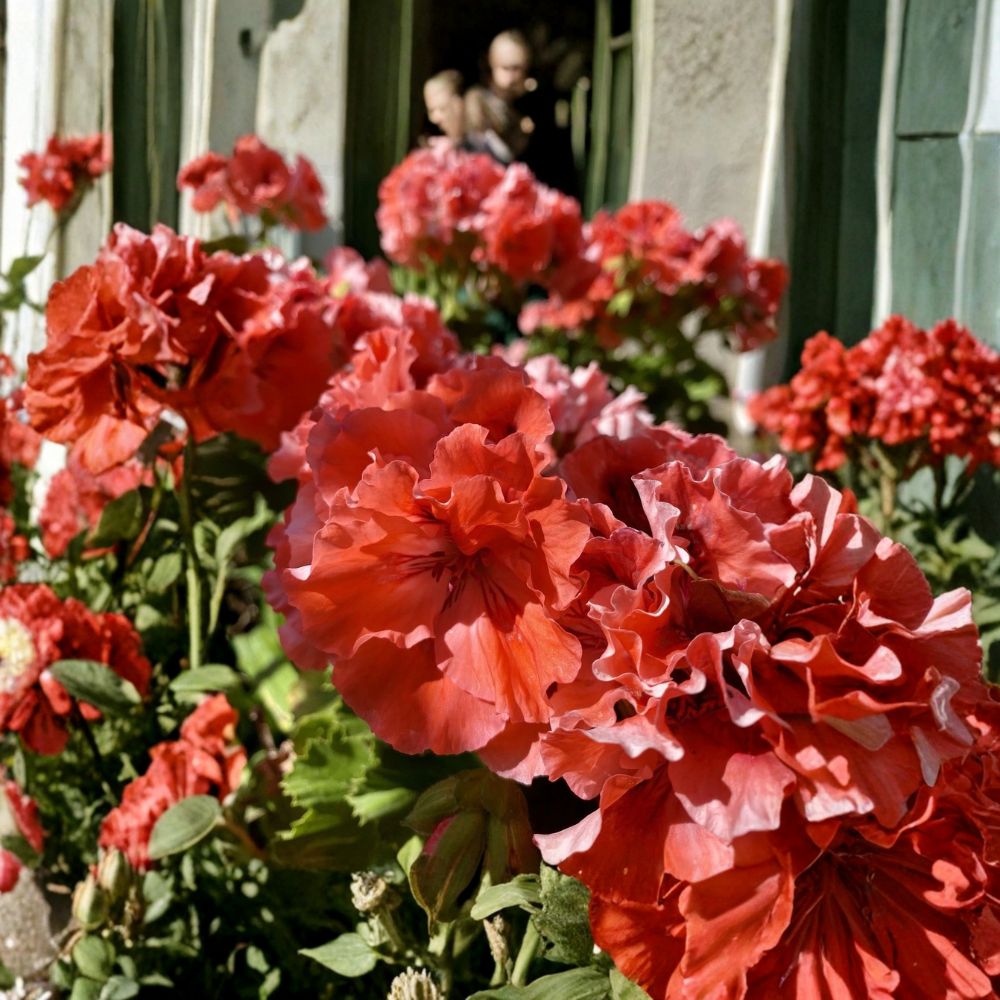 Double Red/Orange Geranium – Pelargonium Fresh Cuttings | Set of 5 | Unrooted Flowering Plant | Easy-to-Propagate Garden Favorite