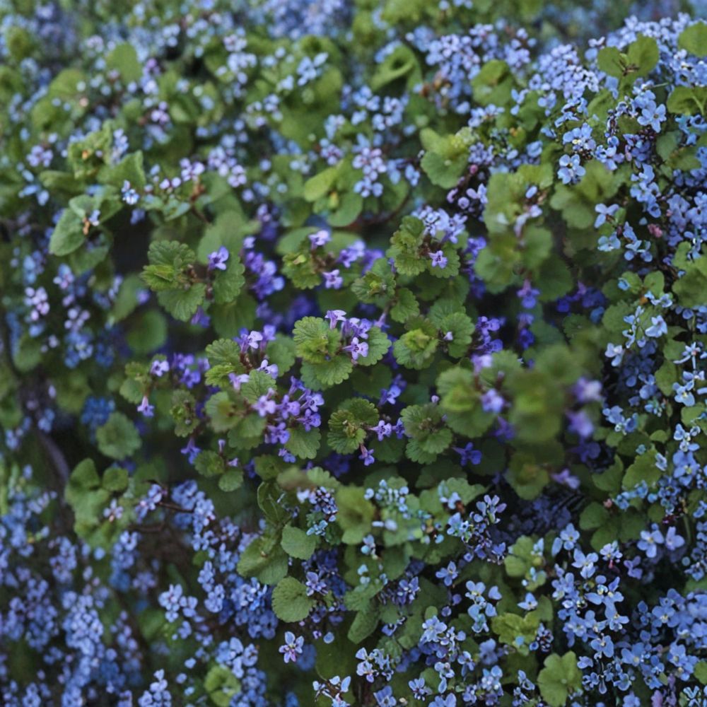 10 Creeping Charlie Live Vine Plants – Glechoma hederacea Rooted Starts | Evergreen Ground Cover | Fast Growing | Easy to Propagate