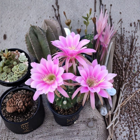Green Globe Cactus – Echinopsis oxygona Live Rooted Plant | Red Flowering Cactus | White Pot Included | Easy Care Succulent | Indoor Décor