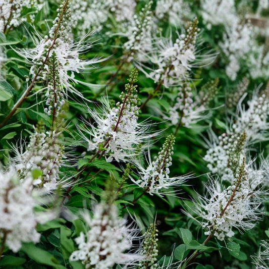 2 Live White Cat Whiskers Plants | 4–6 Inch Tall | Ships Without Pot | Orthosiphon aristatus | Tropical Flowering Herb Plant