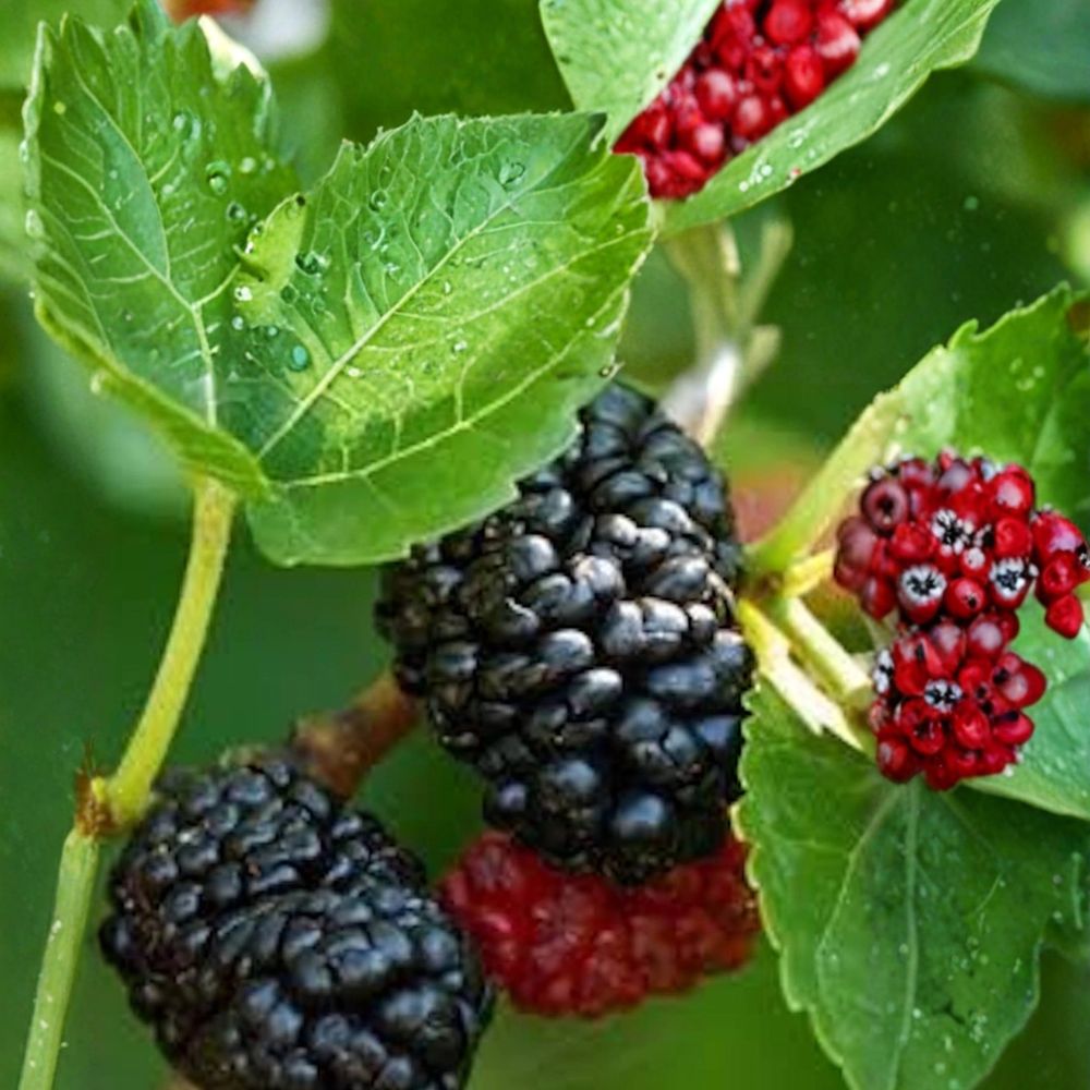 Dwarf Everbearing Mulberry – Morus sp. Live Bare Root Starter Plant | 3–4 Inches Tall | Self-Pollinating Fruit Tree | Easy to Grow