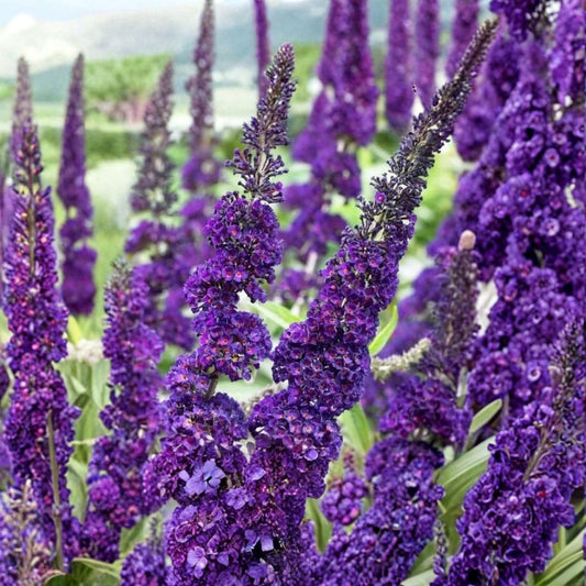 Purple Butterfly Bush – Buddleja davidii Fresh Unrooted Cuttings | Set of 7 | 6 Inches Long | Butterfly Garden Shrub