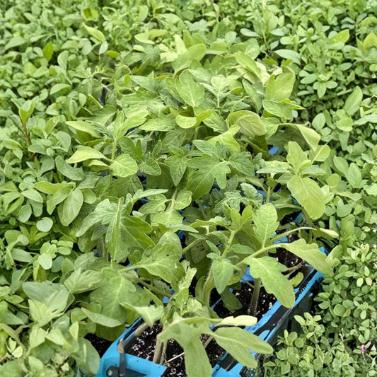 Rutgers Tomato Plants – 2 Live Plants | 6–10+ Inches Tall | 60+ Days Old | Well-Rooted Tomato Starter | Heirloom Tomato | Vegetable Garden | Free Shipping