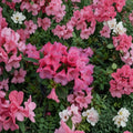 Rhododendron ‘Kimbeth’ Live Evergreen Shrub | Pink Bell Shaped Blooms | Dwarf Cold Hardy Rhododendron | #1 Container Grown